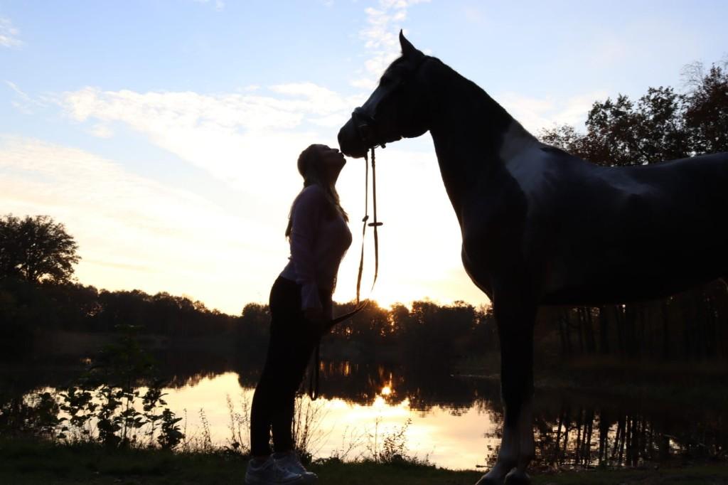 Gezocht: weiland/perceel in Noord-Brabant, Weidegang, 4 paarden of pony's of meer