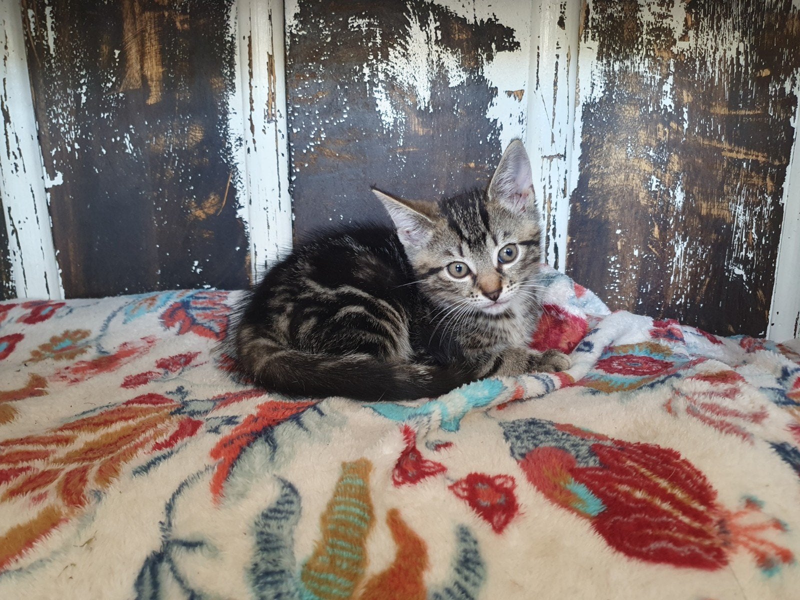 1 kitten, 8 weken..mag meteen mee naar huis., Meerdere dieren