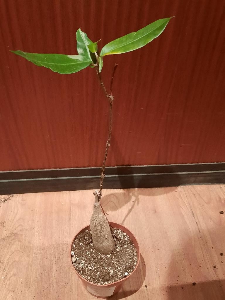 Petopentia natalensis with leaves, Caudex, succulent, Huis en Inrichting, Kamerplanten, Verzenden, Halfschaduw, Minder dan 100 cm