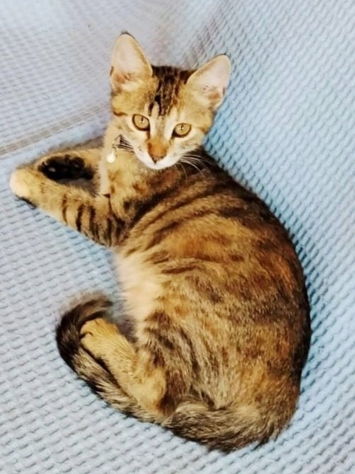 3 zeer lieve kittens (v) ingeent, chip, ontwormd, 3,5 mnd., Dieren en Toebehoren, Poes, Kortharig, 0 tot 2 jaar