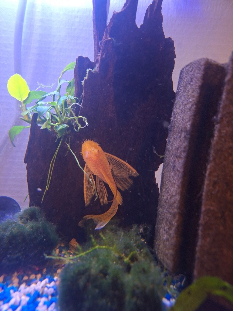 L144 jonge man albino longfin, Vis, Zoetwatervis