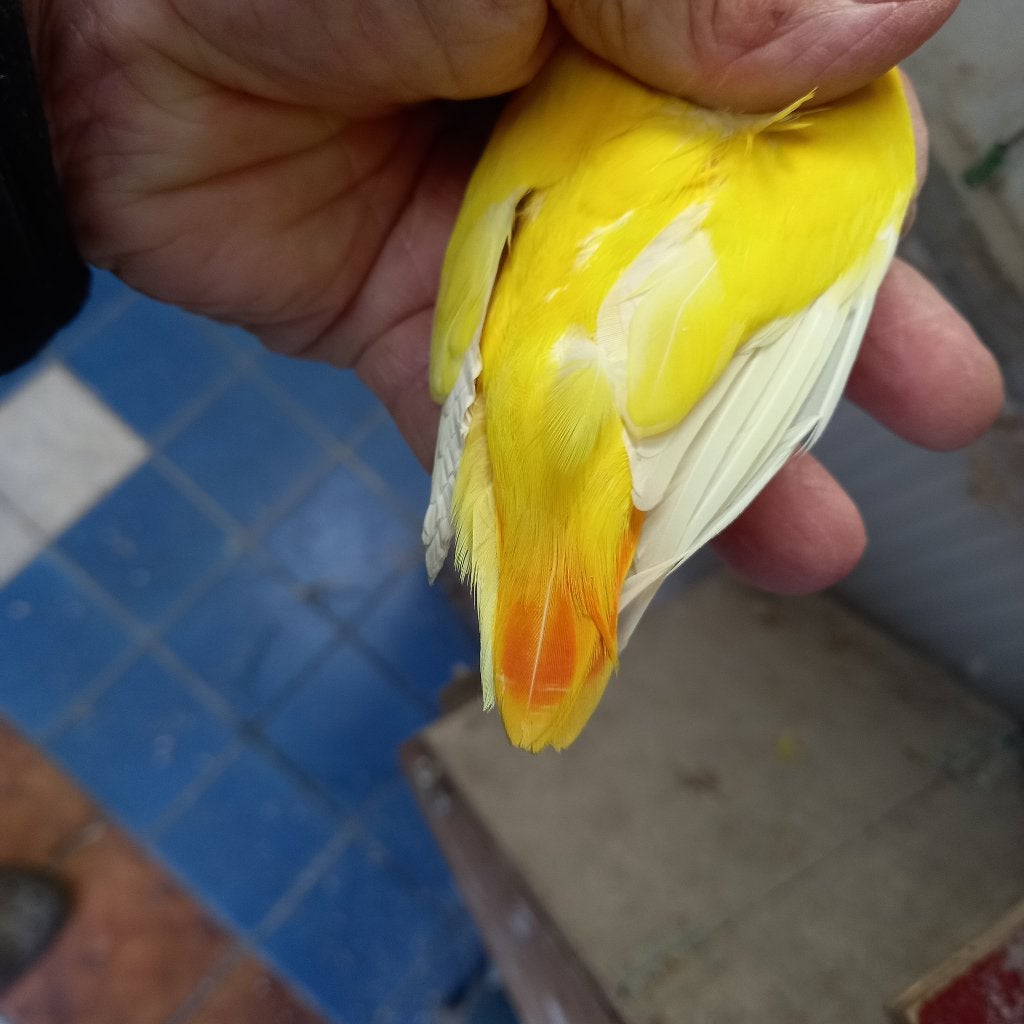 Fischeri, Geslacht onbekend, Dwergpapegaai of Agapornis