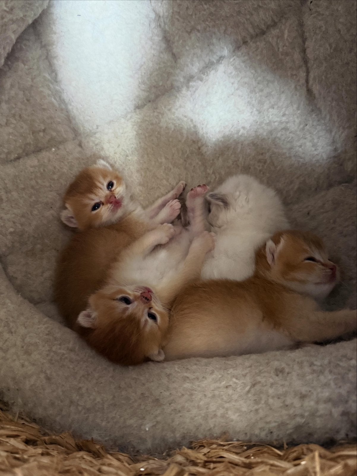 Prachtige Britse Korthaar kittens beschikbaar!, Meerdere dieren