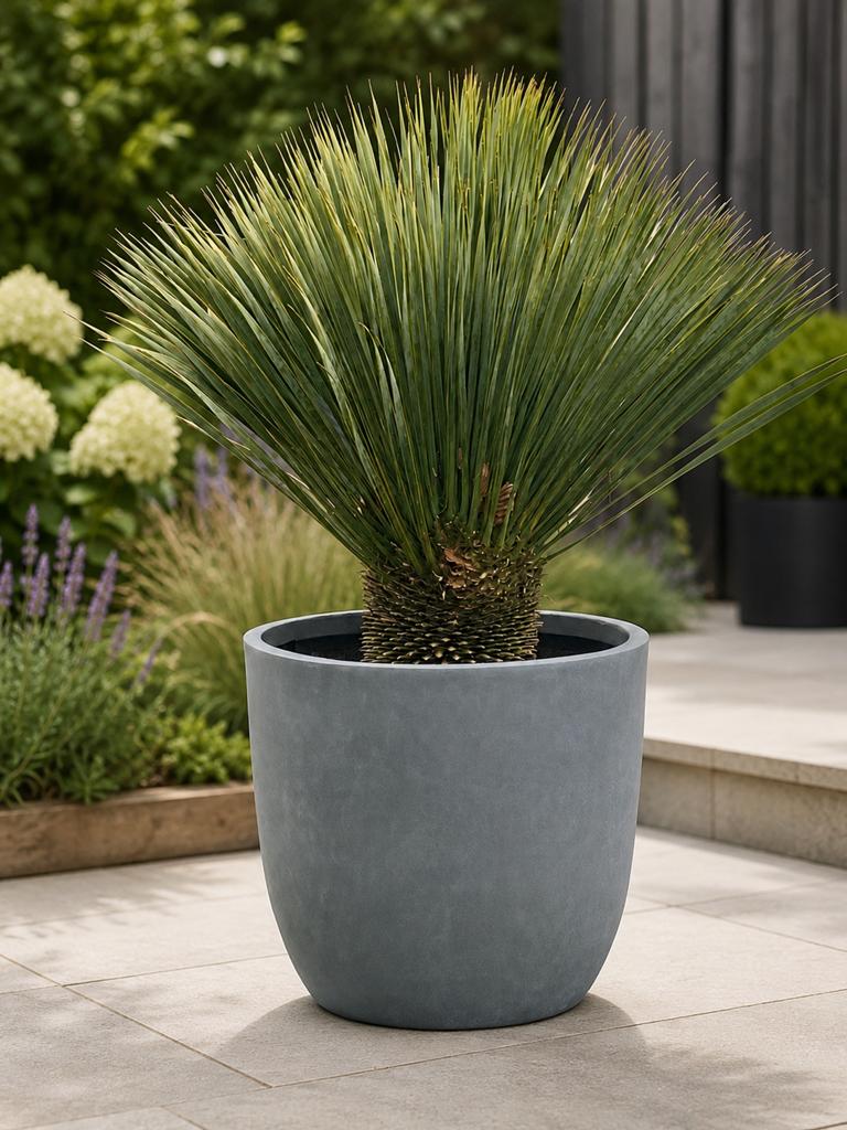 Yucca rostrata - Blauwe Yucca palmlelie (zonder bloempot), Overige soorten, Volle zon, Vaste plant, Ophalen of Verzenden