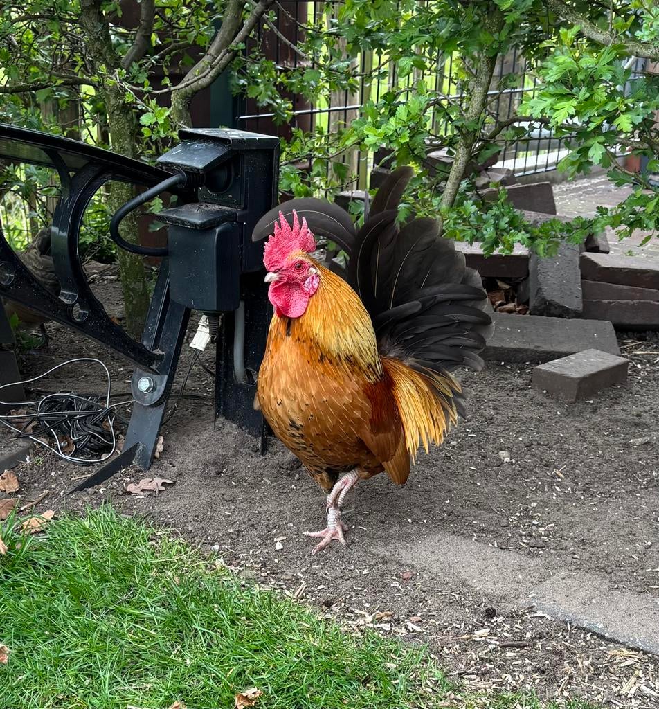 Krielhaan / haan, Dieren en Toebehoren, Pluimvee, Mannelijk, Kip
