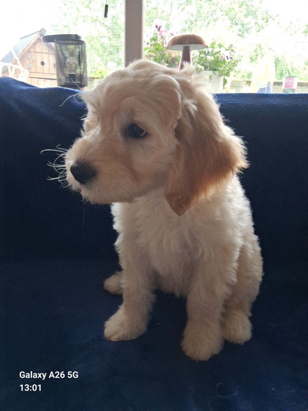 Labradoodle teefje Angel, Dieren en Toebehoren, Overige rassen, Meerdere, Meerdere dieren, Nederland