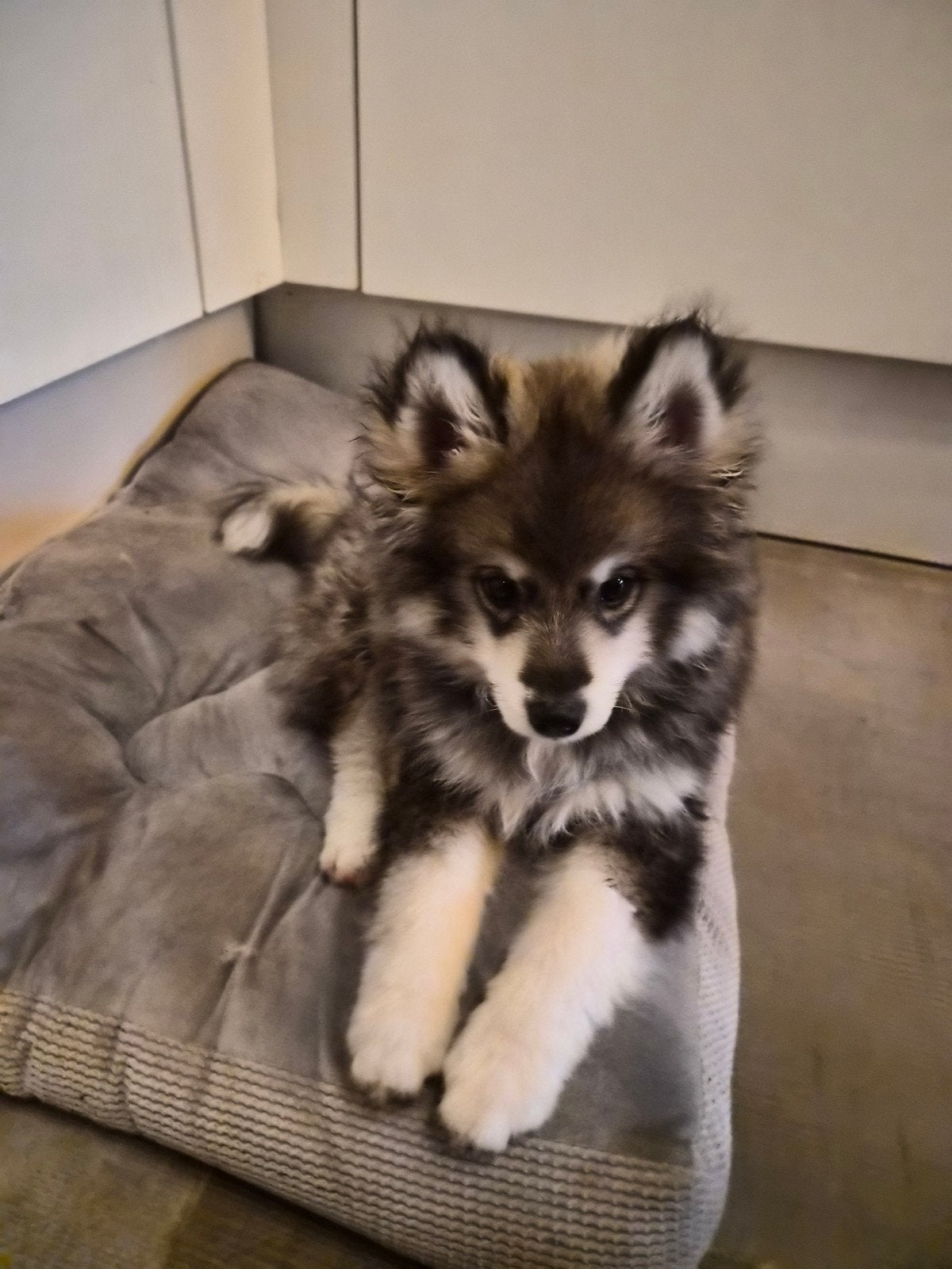 Pomsky reutje F3 blijft klein, Parvo, Reu, 8 tot 15 weken, Eén hond