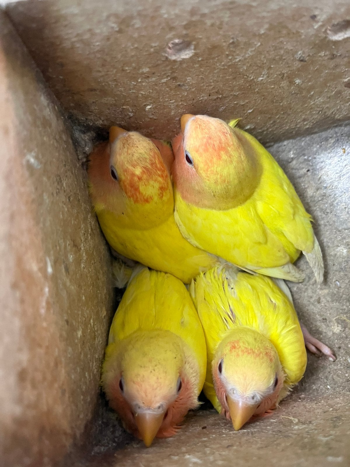 Agapornisen Te Reseveren HandTam Geringd, Geslacht onbekend, Dwergpapegaai of Agapornis, Geringd