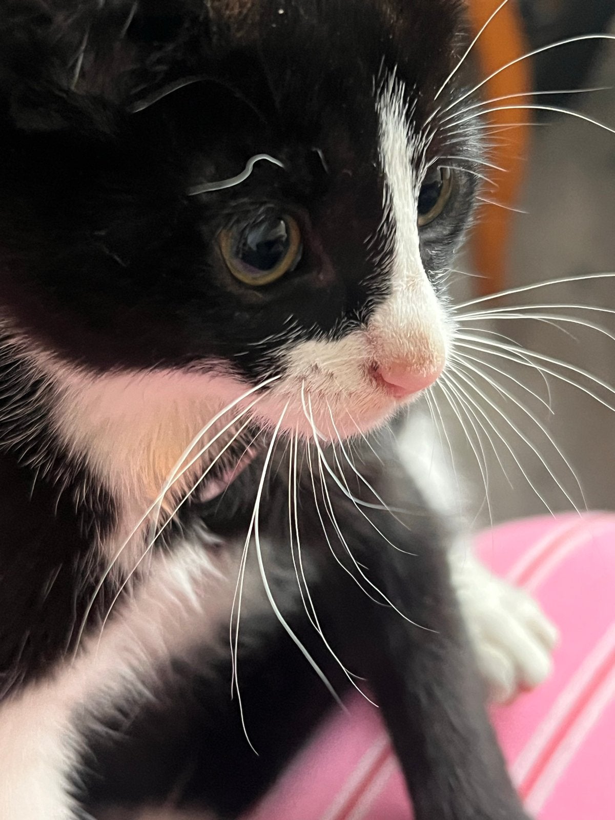 Kittens te koop, Dieren en Toebehoren, Meerdere dieren