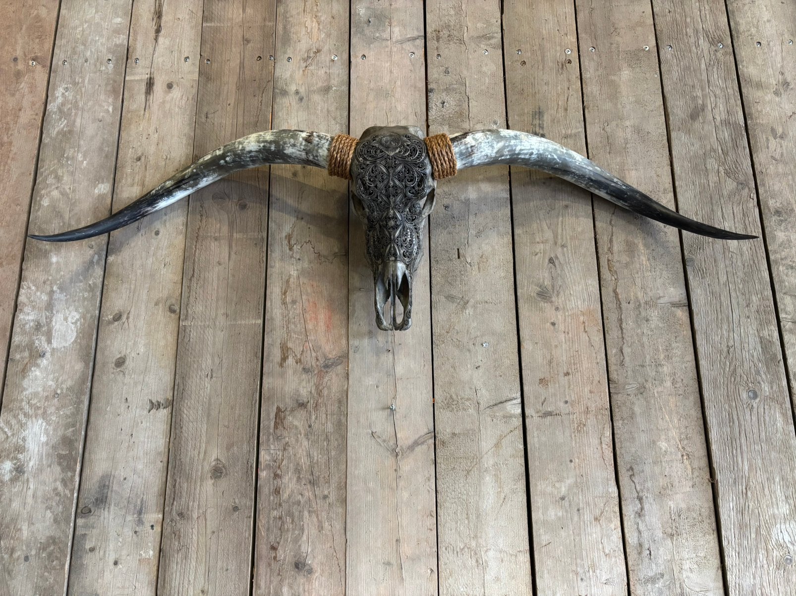 Mooie gegraveerde Longhorn schedel!, Ophalen, Nieuw, Overige soorten, Schedel