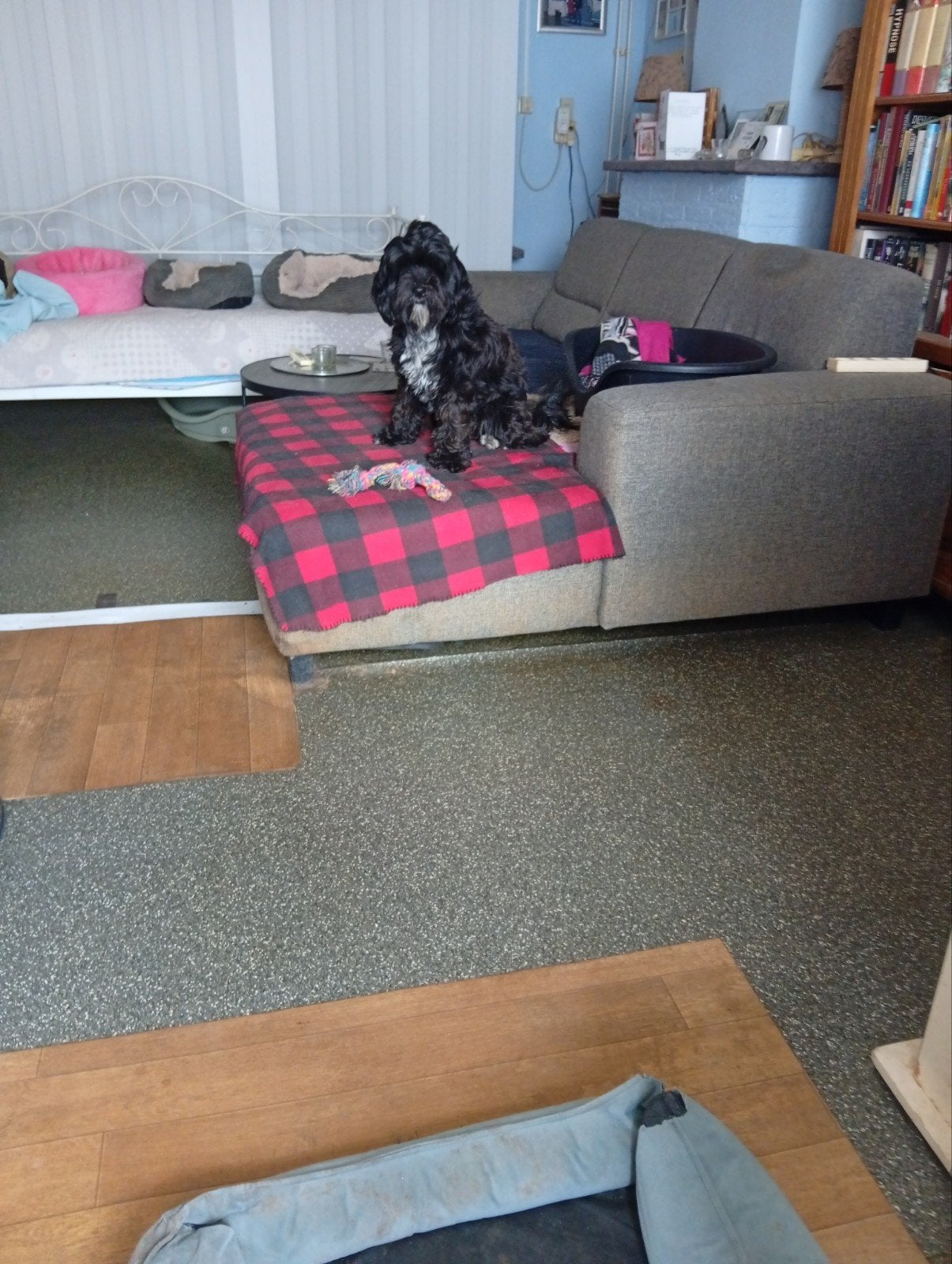 tibetaanse terrier, Parvo, Overige rassen, 1 tot 2 jaar, Teef