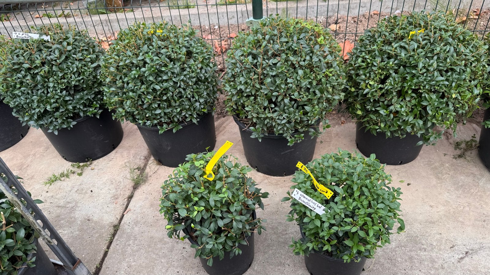 Osmanthus burkwoodii bollen - Groenblijvende heester, Vaste plant, Halfschaduw, Lente, Ophalen