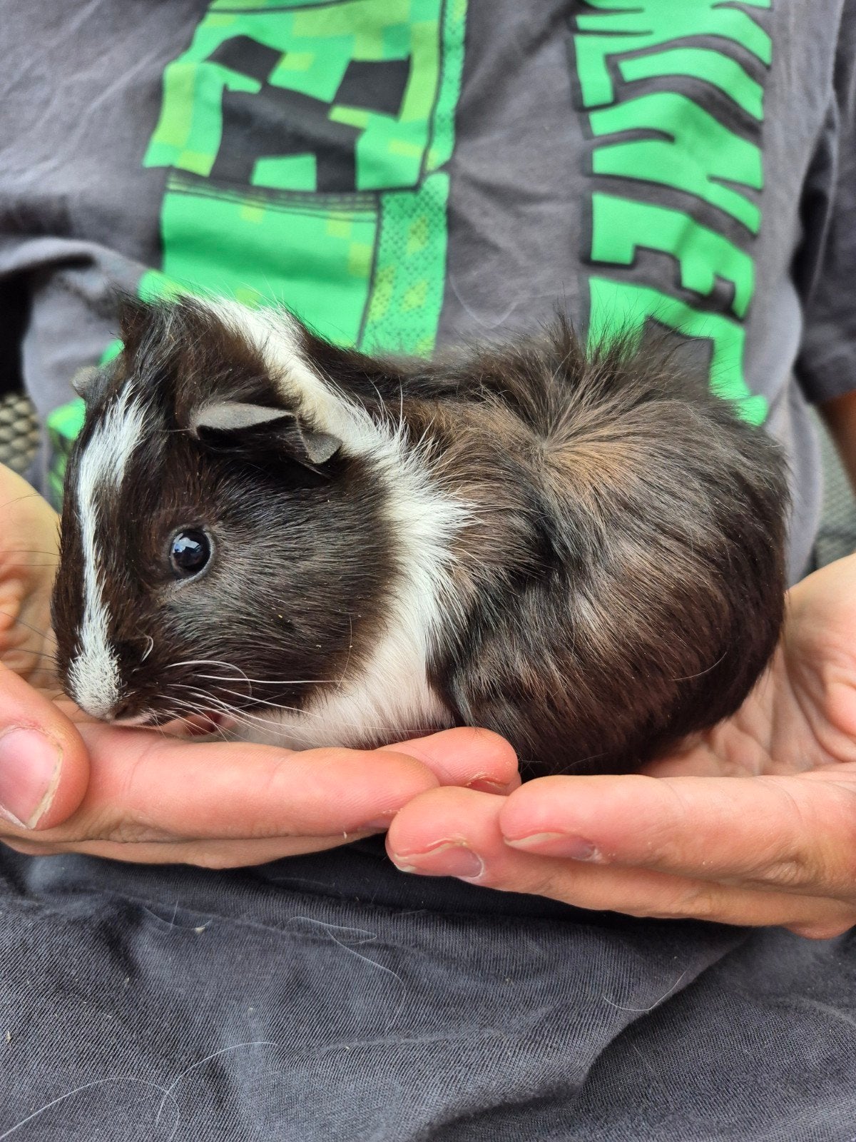 beertje 1-7, Dieren en Toebehoren, Cavia, Mannelijk, Juli, Tam