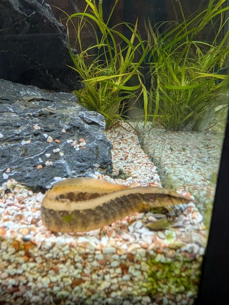 Halfband stekelaal., Dieren en Toebehoren, Vissen | Aquariumvissen, Vis