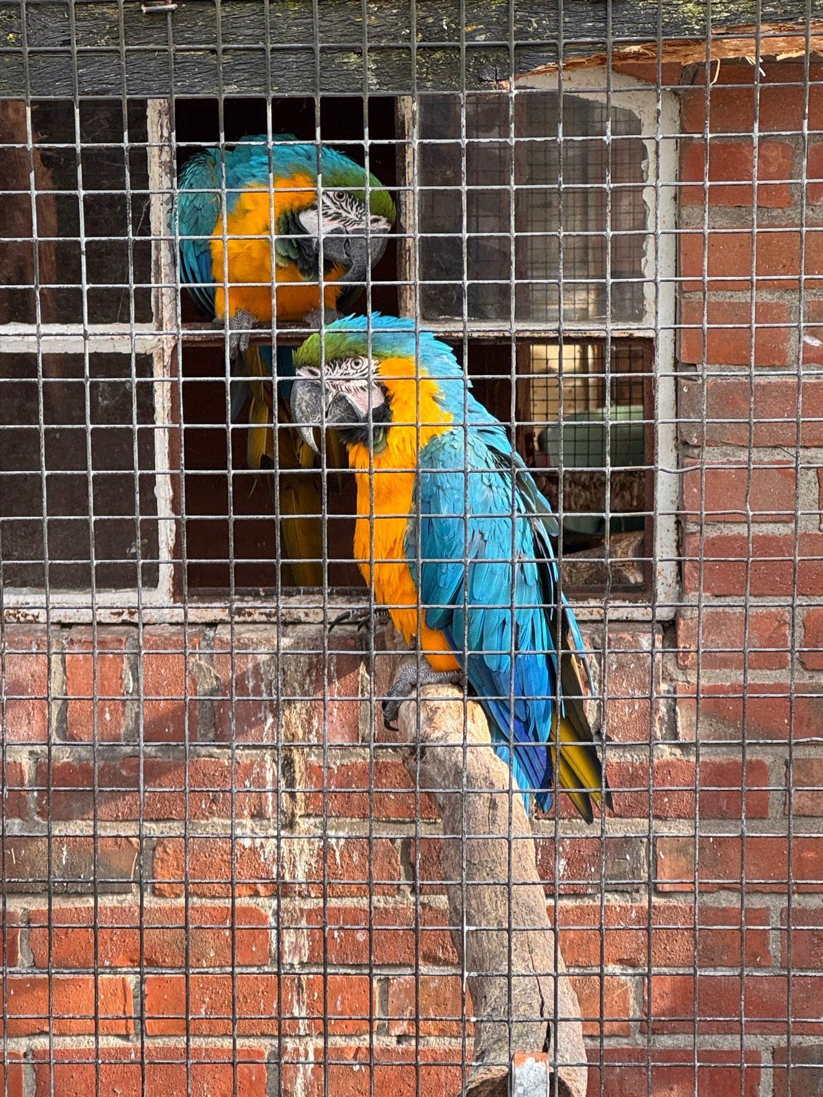 Blauwgele Ara, Vrouwelijk, Papegaai, Tam