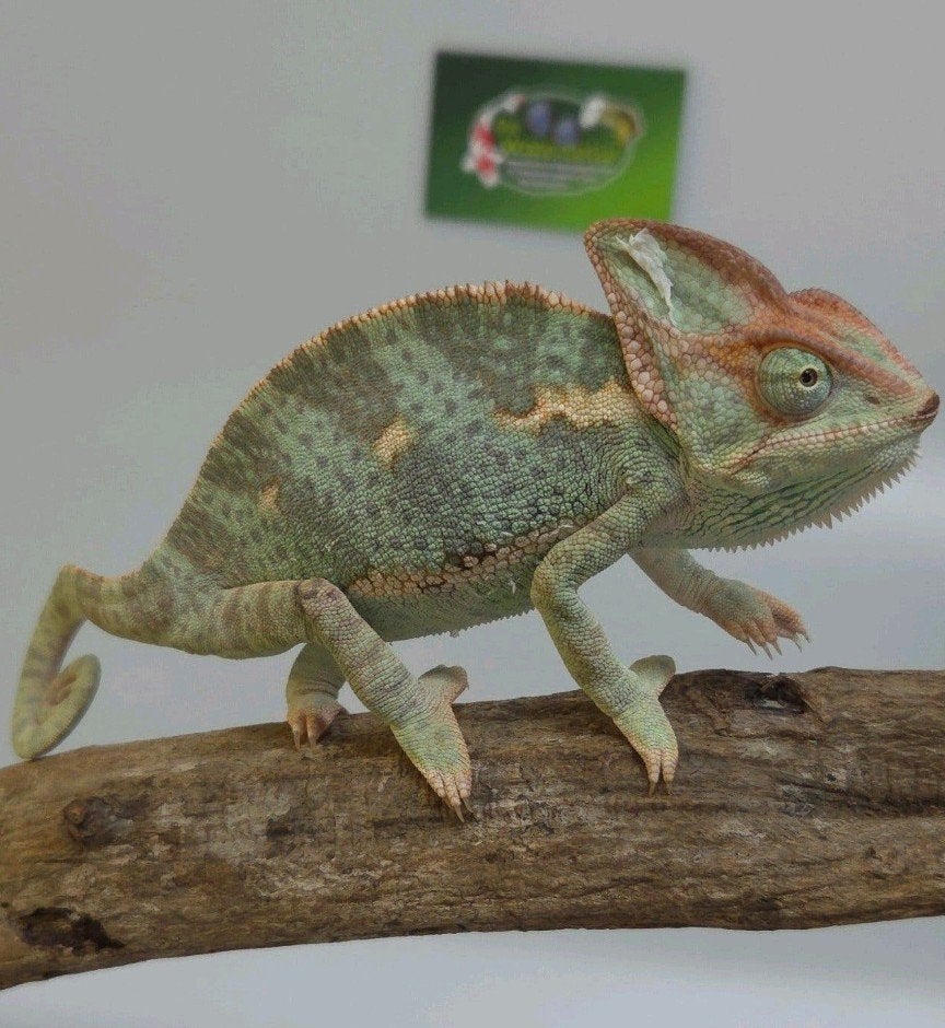 Jemen Kameleon 2x Chameleon photo 2