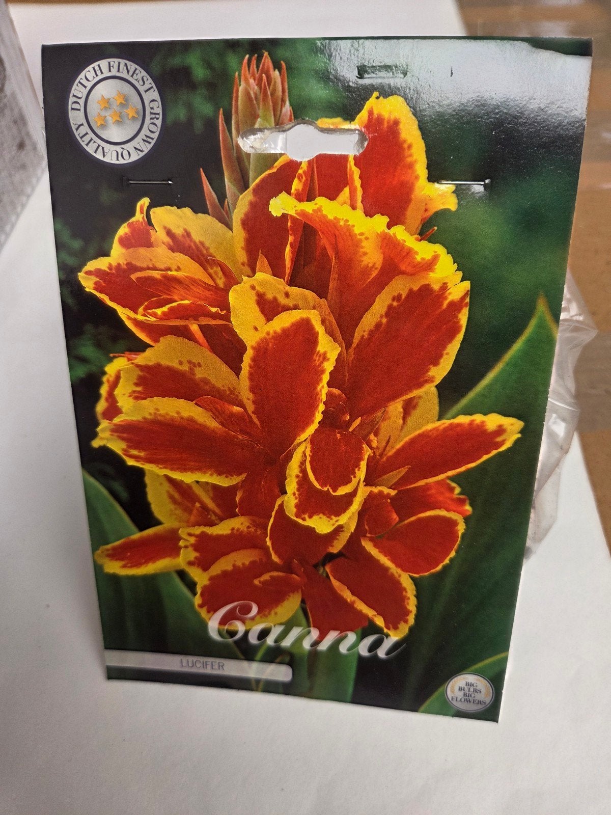 Canna 'Lucifer' Knol - Prachtige Rood-Gele Bloemen, Tuin en Terras, Bloembollen en Zaden, Ophalen of Verzenden, Voorjaar, Volle zon
