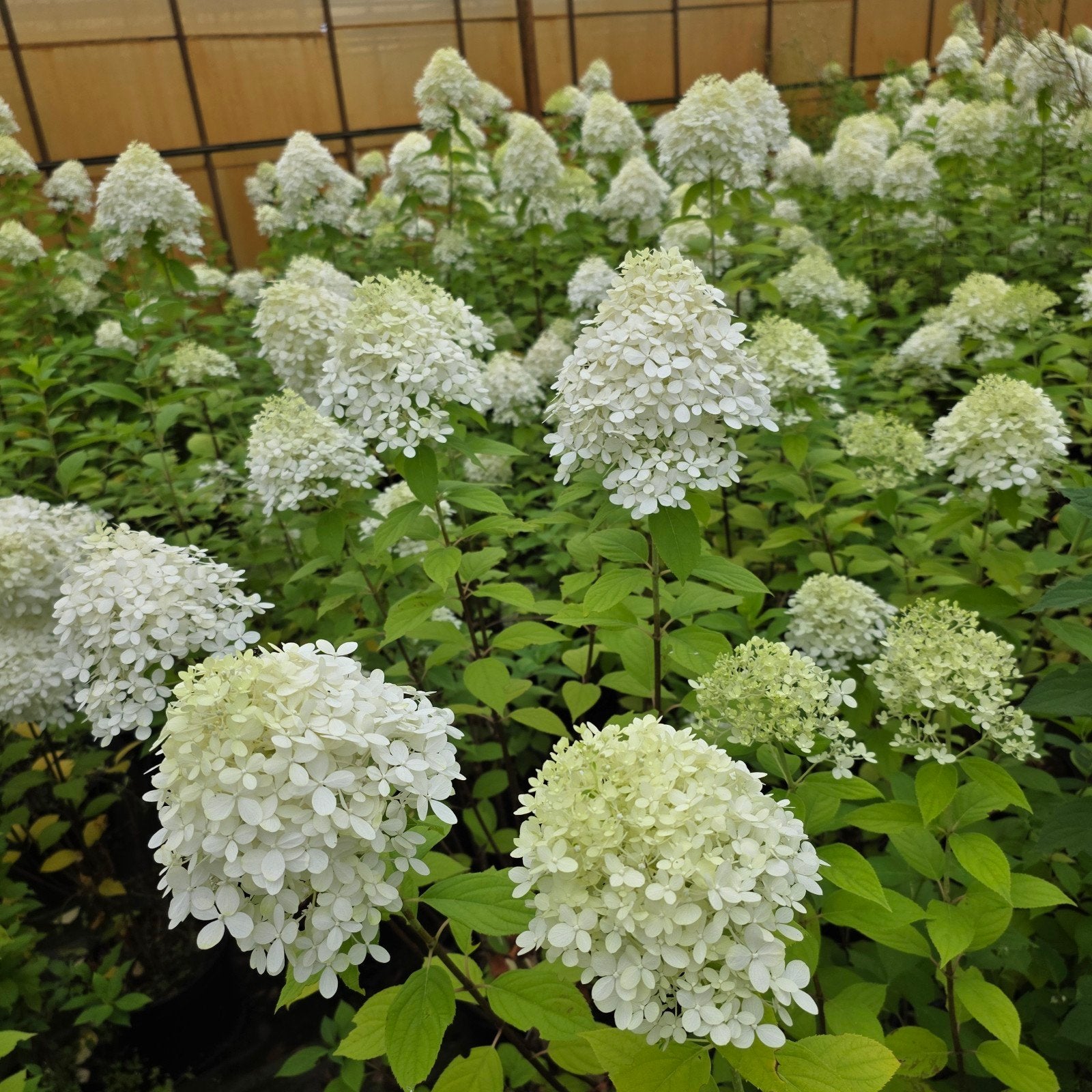 Hortensia Hydrangea - Sterke en bloeirijke pluimhortensia, Tuin en Terras, Volle zon, Vaste plant, Zomer, Ophalen