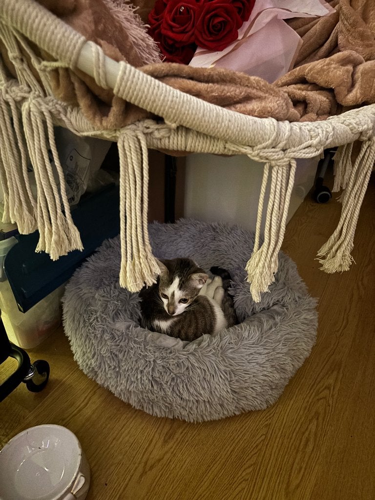Kitten + elektrische kattenbak + katten bed + speelgoed, Poes, Kortharig, 0 tot 2 jaar