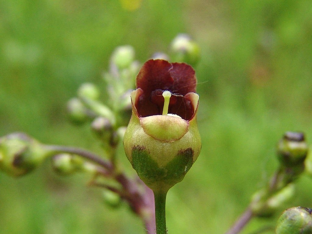 vaste planten overige kleuren & 1 varen, Tuin en Terras, Planten | Tuinplanten, Ophalen of Verzenden, Overige soorten, Halfschaduw