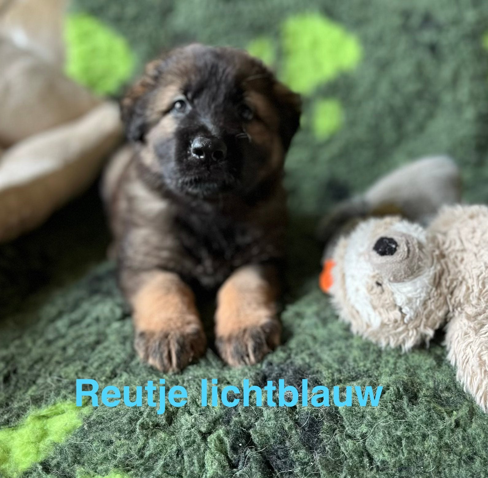 Duitse herder pups, type Oud Duits, Nederland, Parvo, 8 tot 15 weken, Meerdere