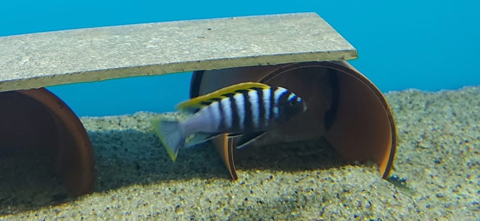 Cynotilapia afra Jalo reef, Dieren en Toebehoren, Meerdere dieren