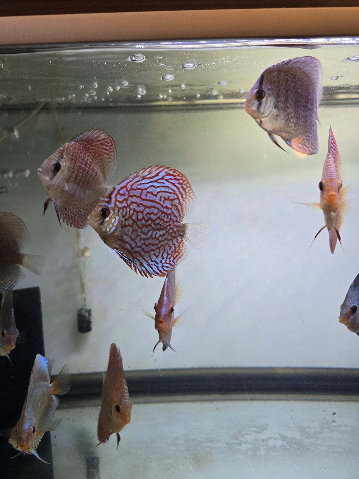 discus vissen, Dieren en Toebehoren, Vis