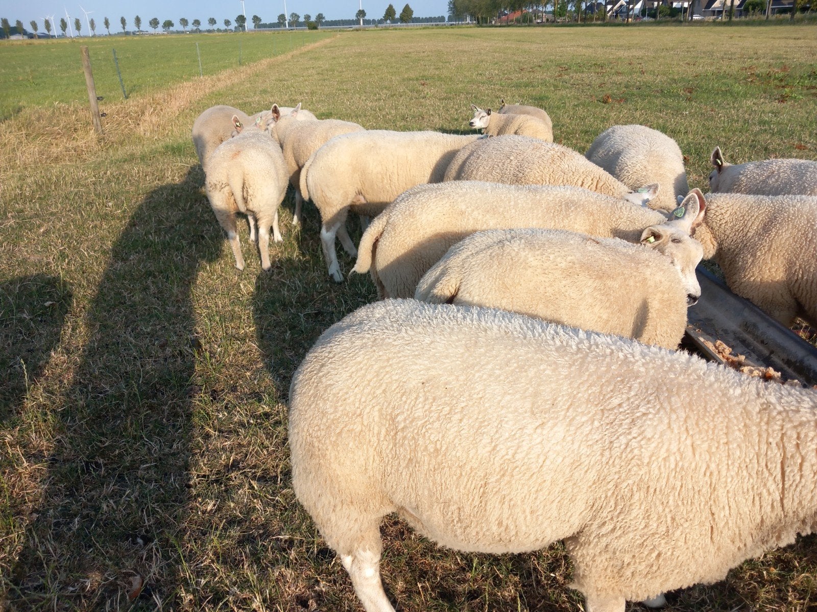 Luxe Texelaar ram lammeren, Dieren en Toebehoren, Mannelijk, Schaap