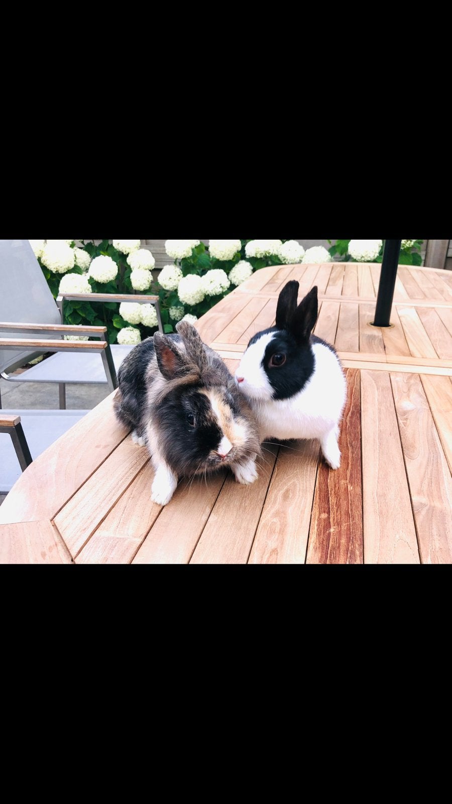 2 konijnen (koppel) - gecastreerd mannetje en vrouwtje, Dieren en Toebehoren, Meerdere dieren