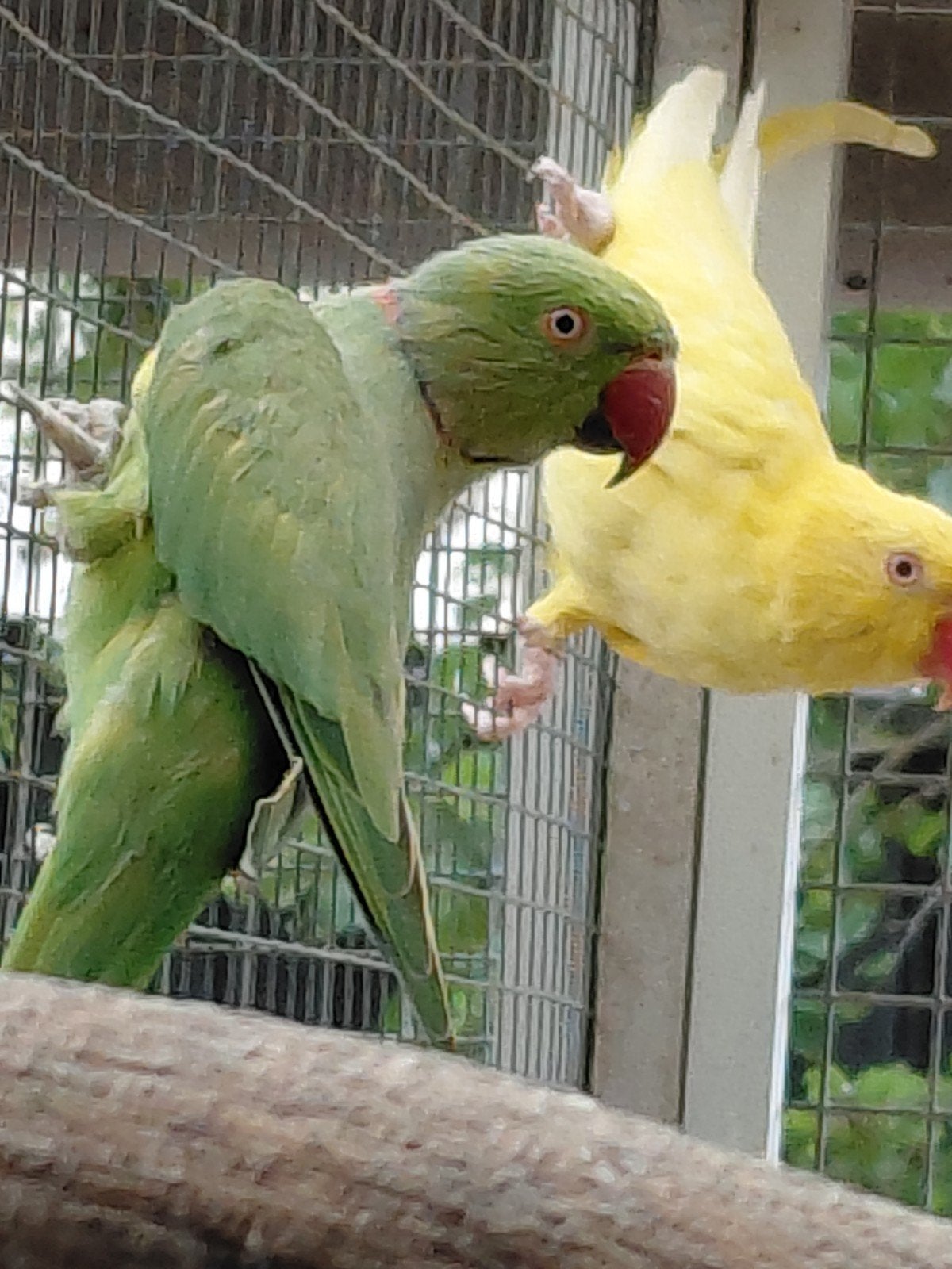 Koppel halsbandparkieten, Meerdere dieren