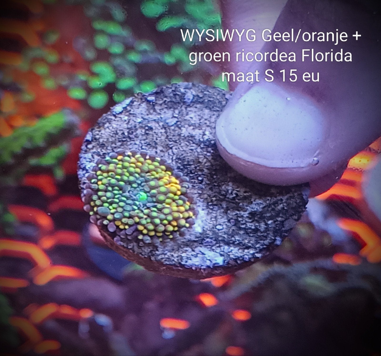 WYSIWYG kleine gele/oranje + groen ricordea Florida, Dieren en Toebehoren, Vissen | Aquariumvissen, Zoutwatervis