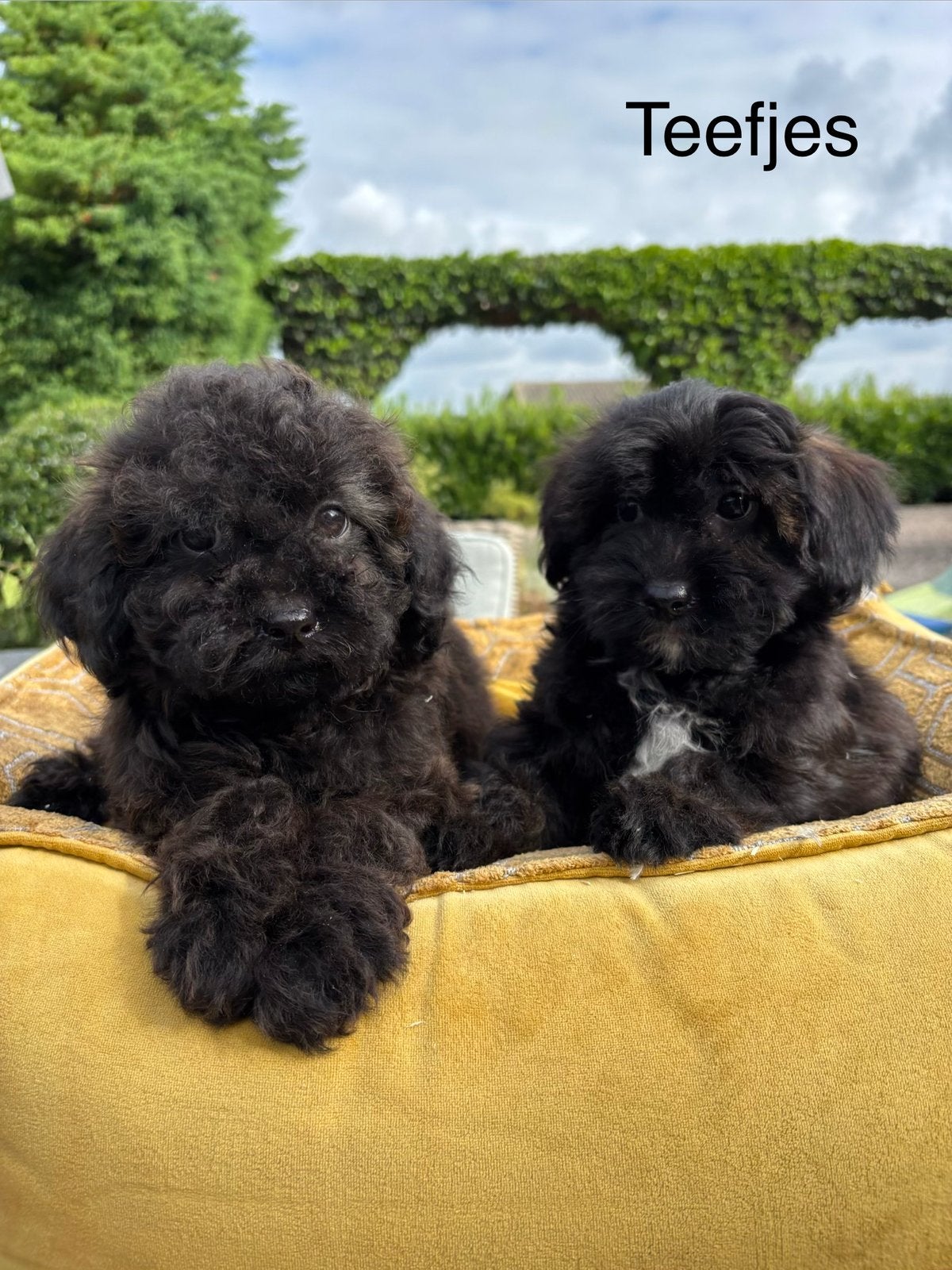 Boomer x labradoodle mini pups, Dieren en Toebehoren, Honden | Chihuahua's en Gezelschapshonden, Nederland, Overige rassen, 8 tot 15 weken