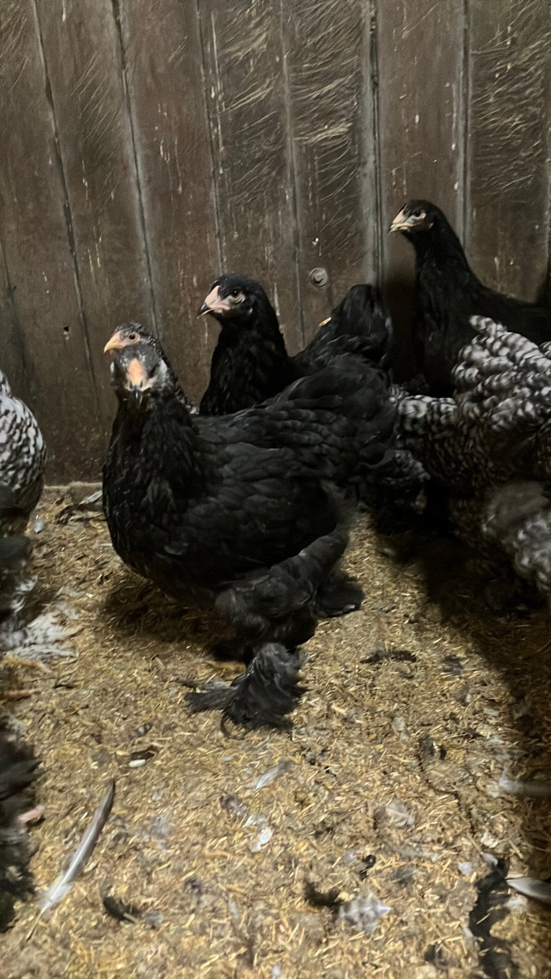 Brahma zwart, Dieren en Toebehoren, Pluimvee, Vrouwelijk, Kip