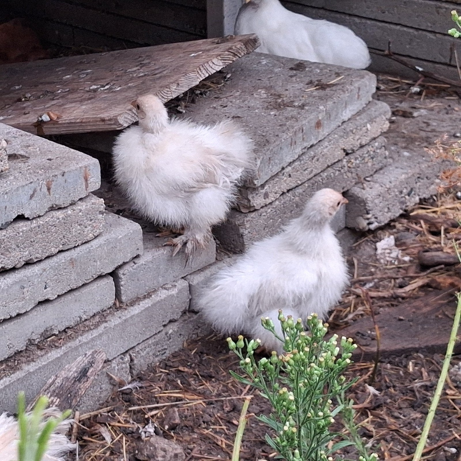 3 stuks Cochin krielkip ZIJDEVEER, Dieren en Toebehoren, Pluimvee, Vrouwelijk, Kip