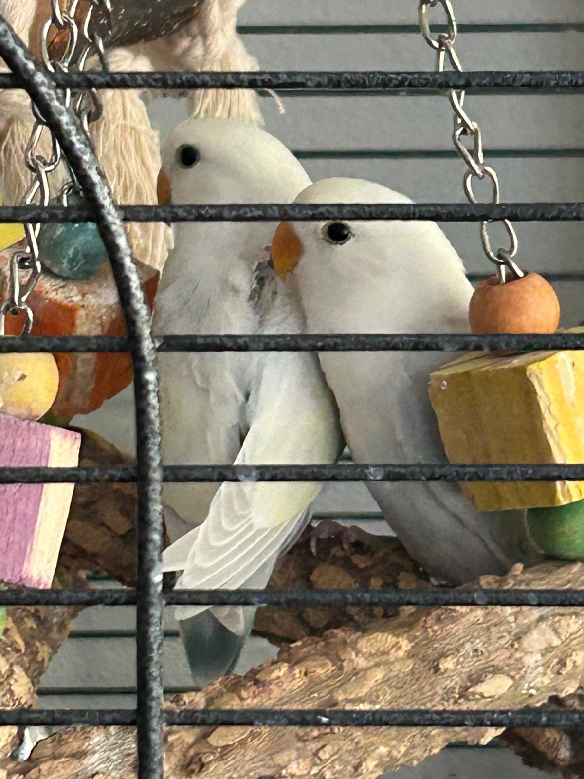 Jonge agapornissen, Geslacht onbekend, Dwergpapegaai of Agapornis, Tam