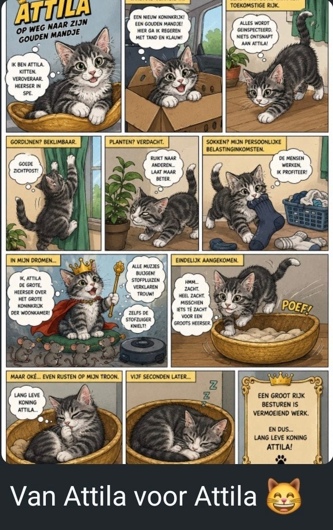 Maine Coon katertje, stamboom,gechipt. Uit geteste ouders, Kater, Met stamboom, 0 tot 2 jaar