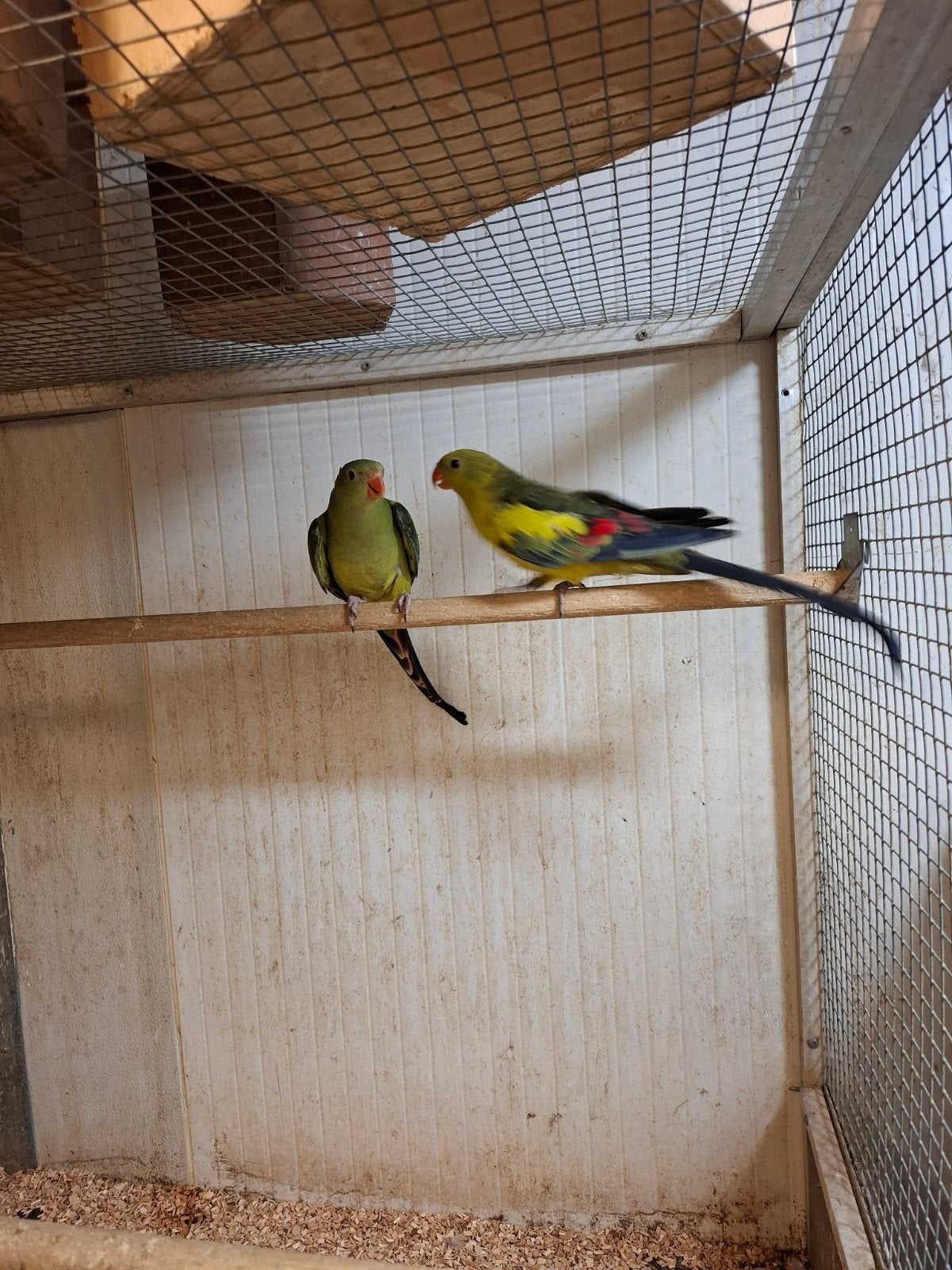 Diverse soorten vogels en aluminium voliere panelen, Meerdere dieren, Papegaai, Geringd