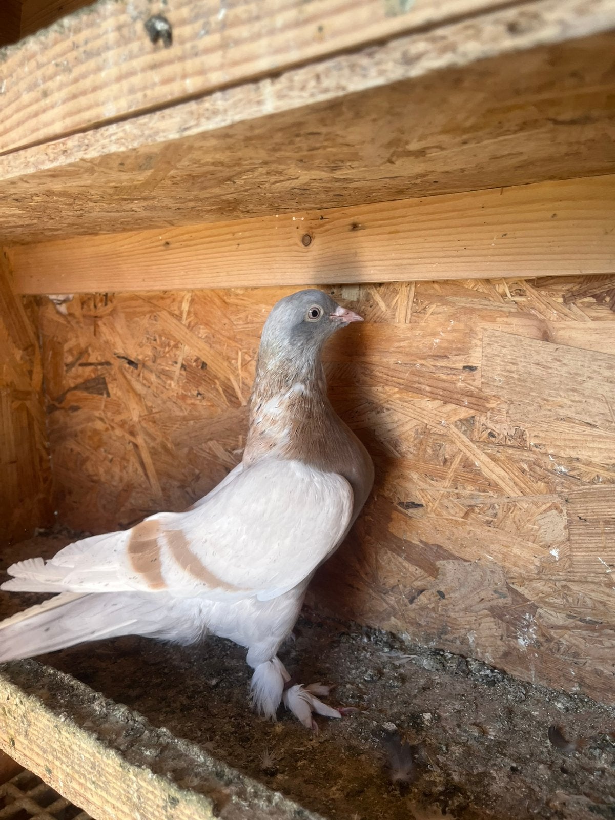 Takla duif, Dieren en Toebehoren, Vogels | Duiven, Vrouwelijk, Kropper