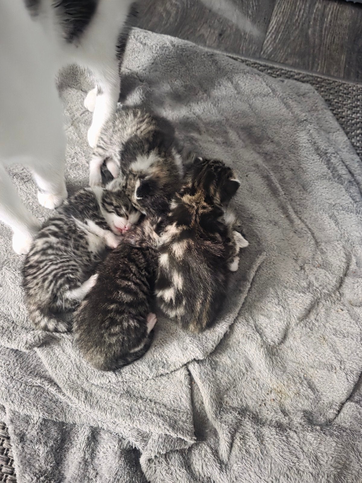 5 cyperse kittens, Dieren en Toebehoren, Meerdere dieren