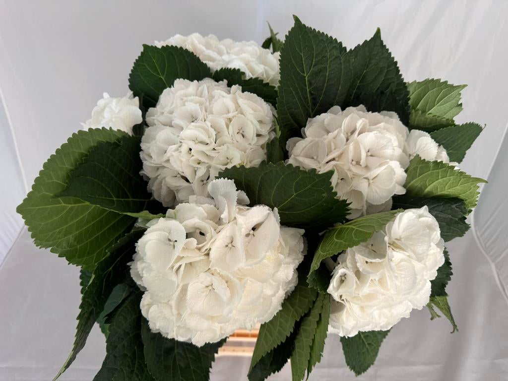 Witte Hortensia “Schneeball”, Ophalen, Halfschaduw