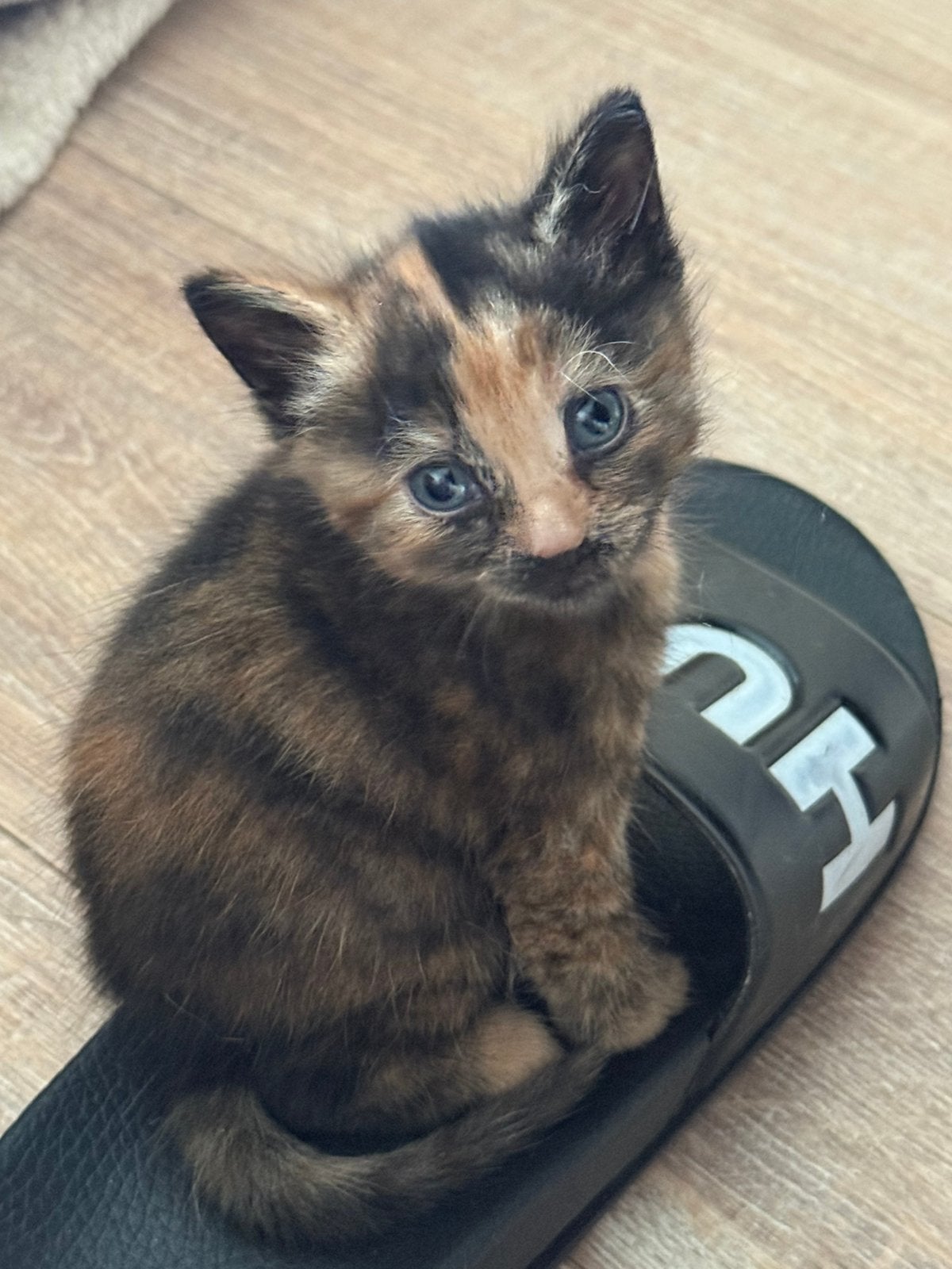 Kittens, Meerdere dieren