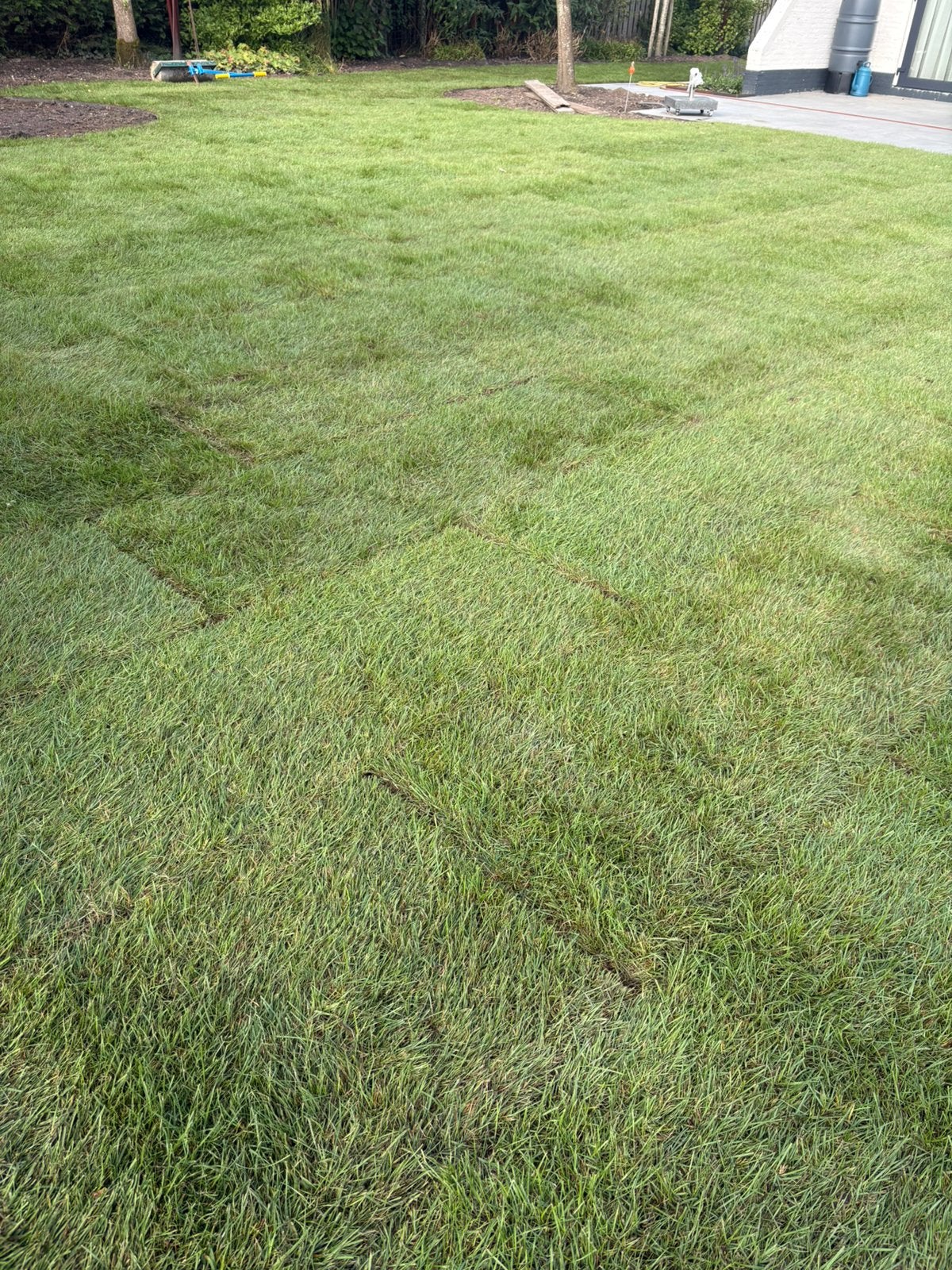 Graszoden grasrollen Premium kwaliteit, Tuin en Terras, Ophalen, Zo goed als nieuw, 20 m² of meer