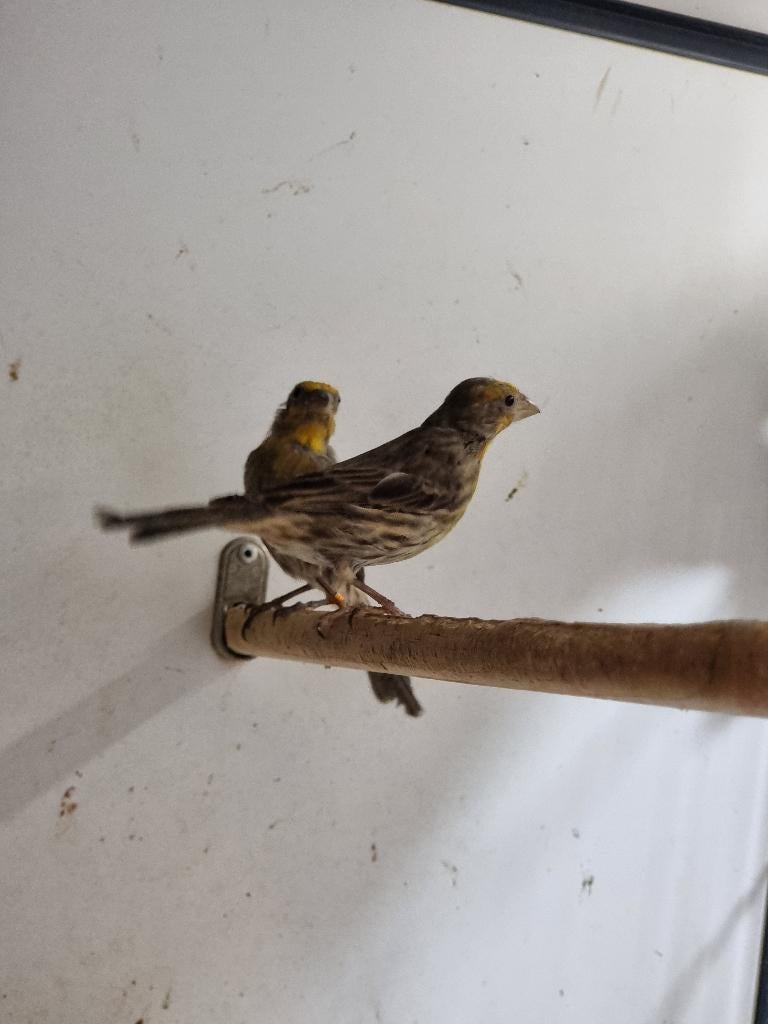 Roodmus | Tropische vogels | Passend advies, Dieren en Toebehoren, Vogels | Overige Vogels, Meerdere dieren, Tropenvogel, Geringd