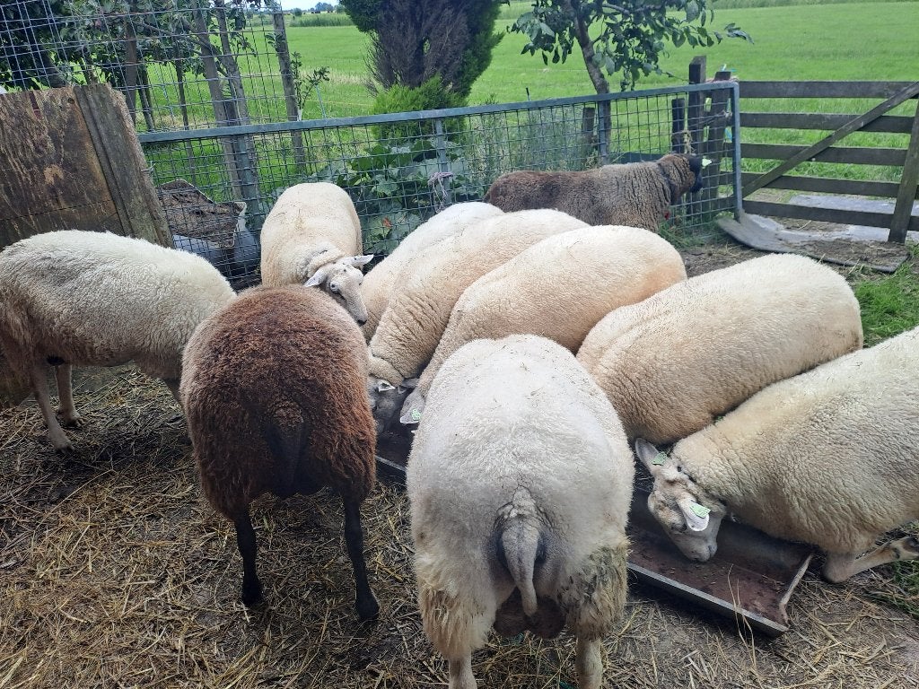 schapen, ooien, Vrouwelijk, Schaap, 0 tot 2 jaar