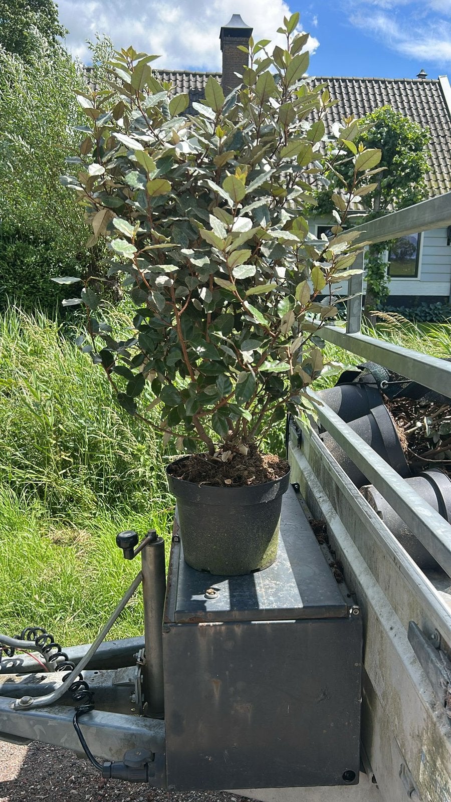 Elaeagnus  ebbingei / Olijfwilg / Zware kwaliteit, Ophalen of Verzenden, Overige soorten, Haag, 100 tot 250 cm