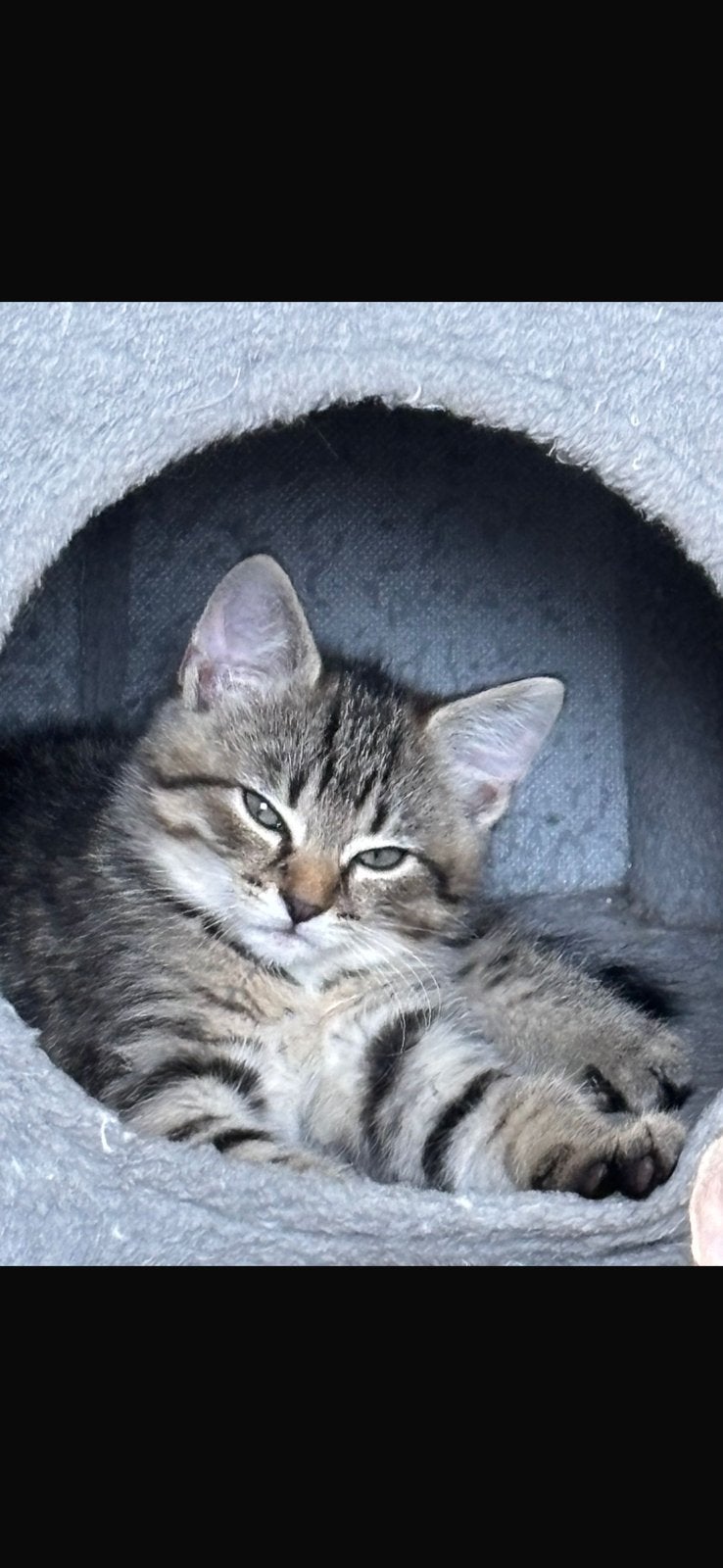Noorse boskat X main coon kitten poesje, Poes, Ontwormd