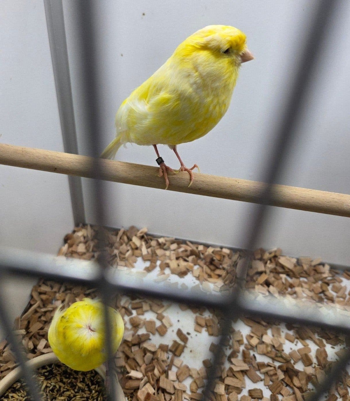langcasire kanaries, Dieren en Toebehoren