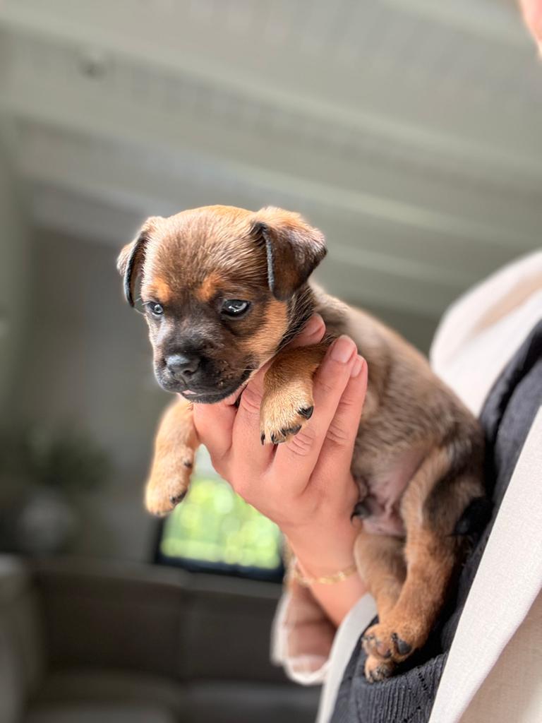 Prachtige Jack Russell pups, Parvo, Jack Russell Terriër, 8 tot 15 weken, Meerdere