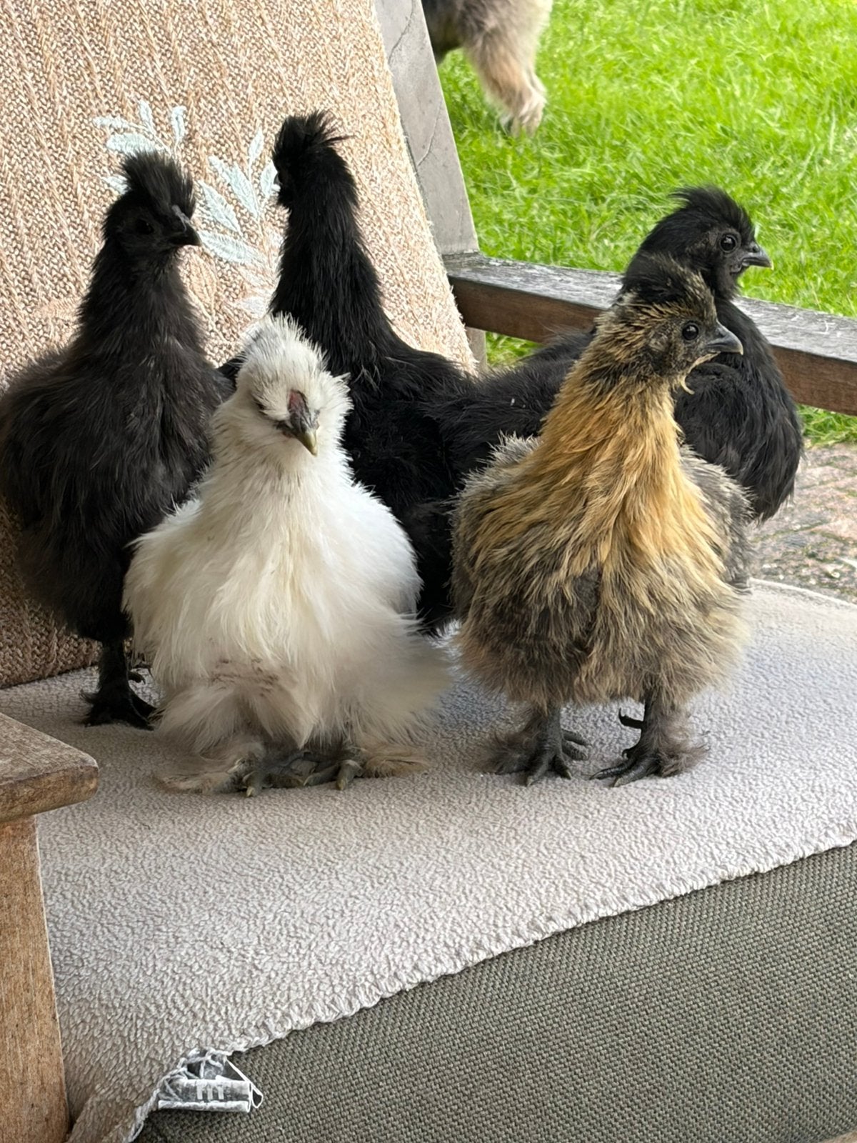 Zijdehoentjes, Dieren en Toebehoren, Pluimvee, Geslacht onbekend, Kip