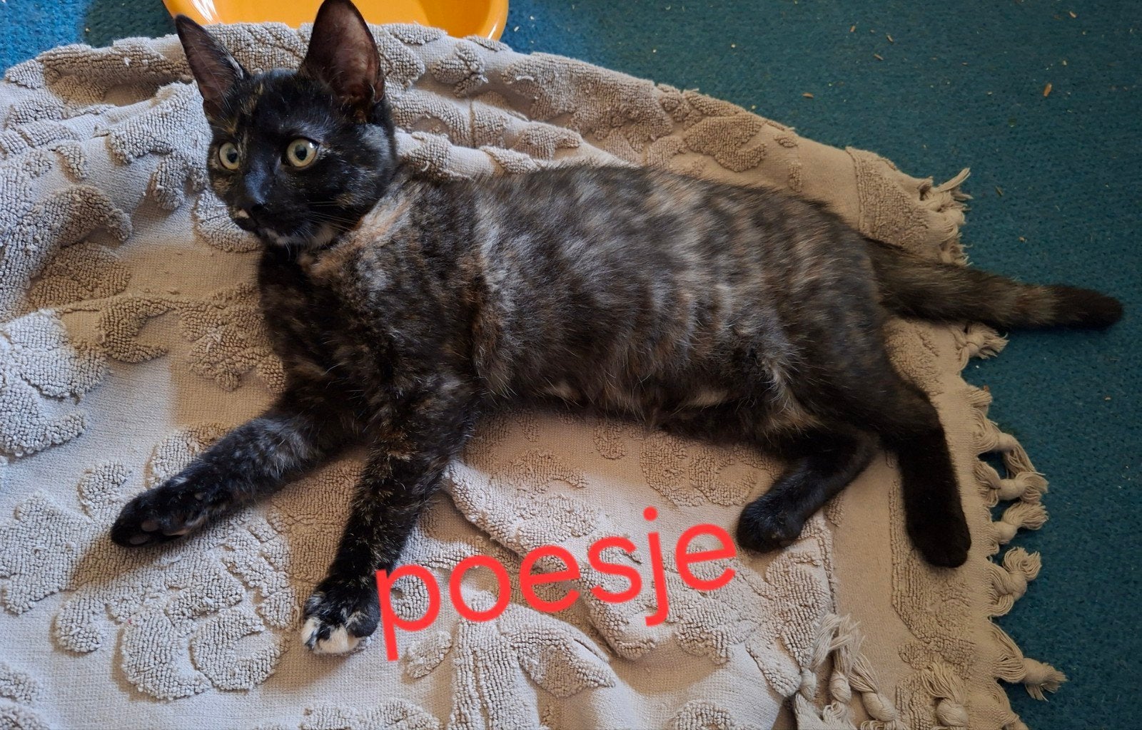 Lieve kittens, 0 tot 2 jaar